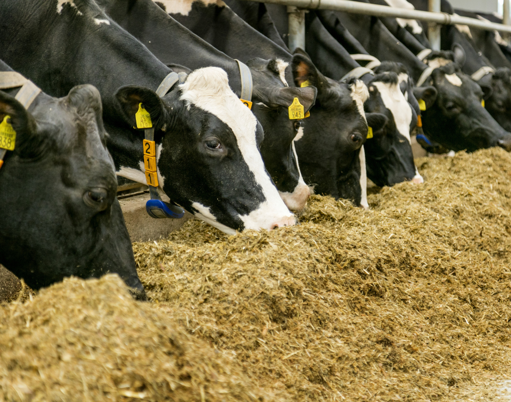 Cows Feeding