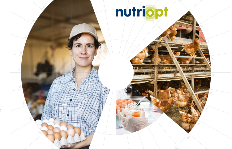 Графіка MyEggPrint