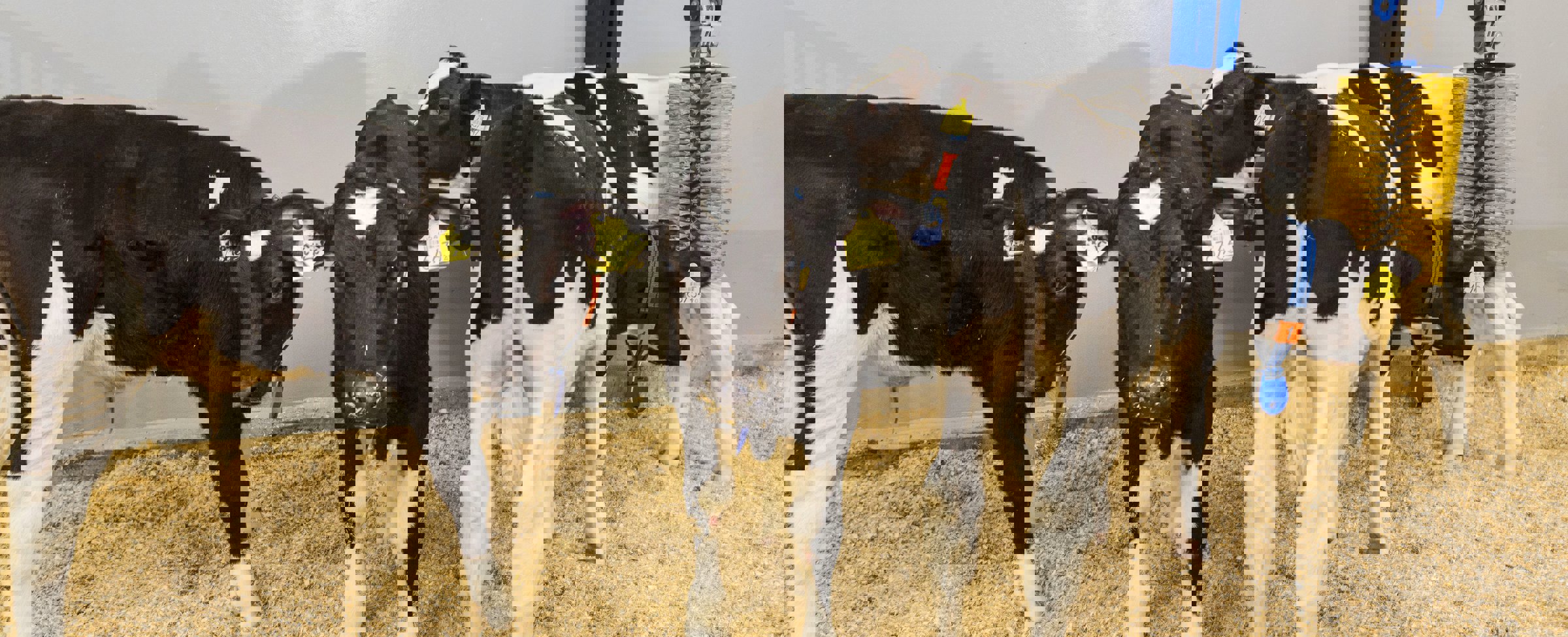 Ruminants Research Centre