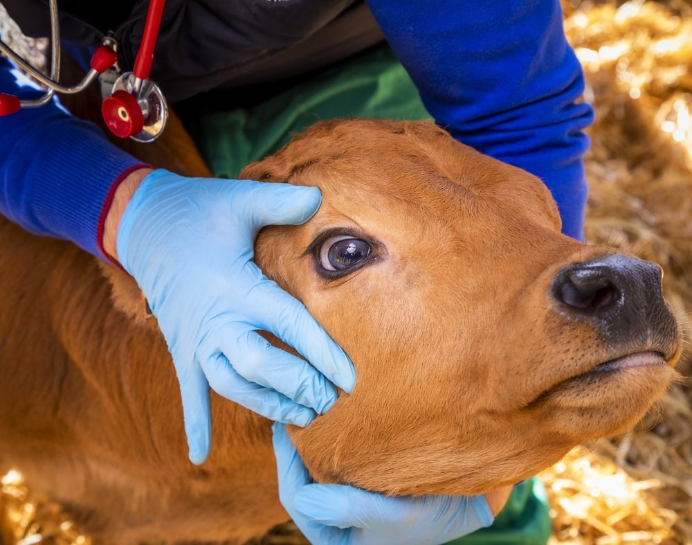 Veterinarian is handling a young calf to evaluate dehydration