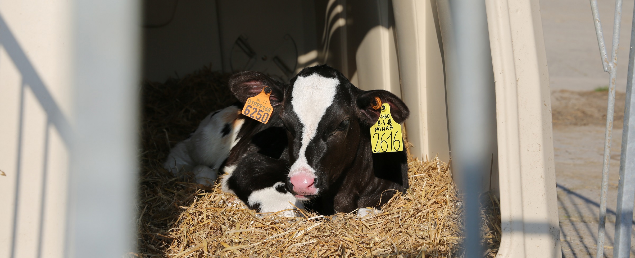 LifeStart feeding programme for sustainable and profitable future production