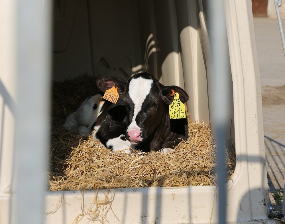 LifeStart feeding programme for sustainable and profitable future production