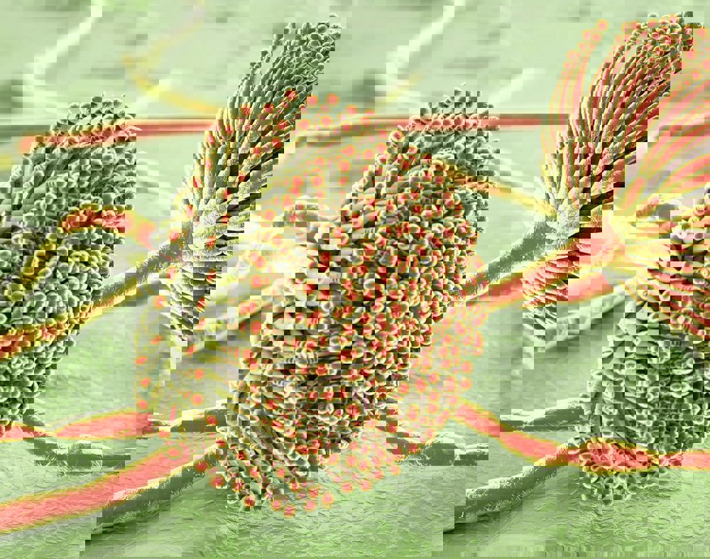 Managing mycotoxin risk in layers