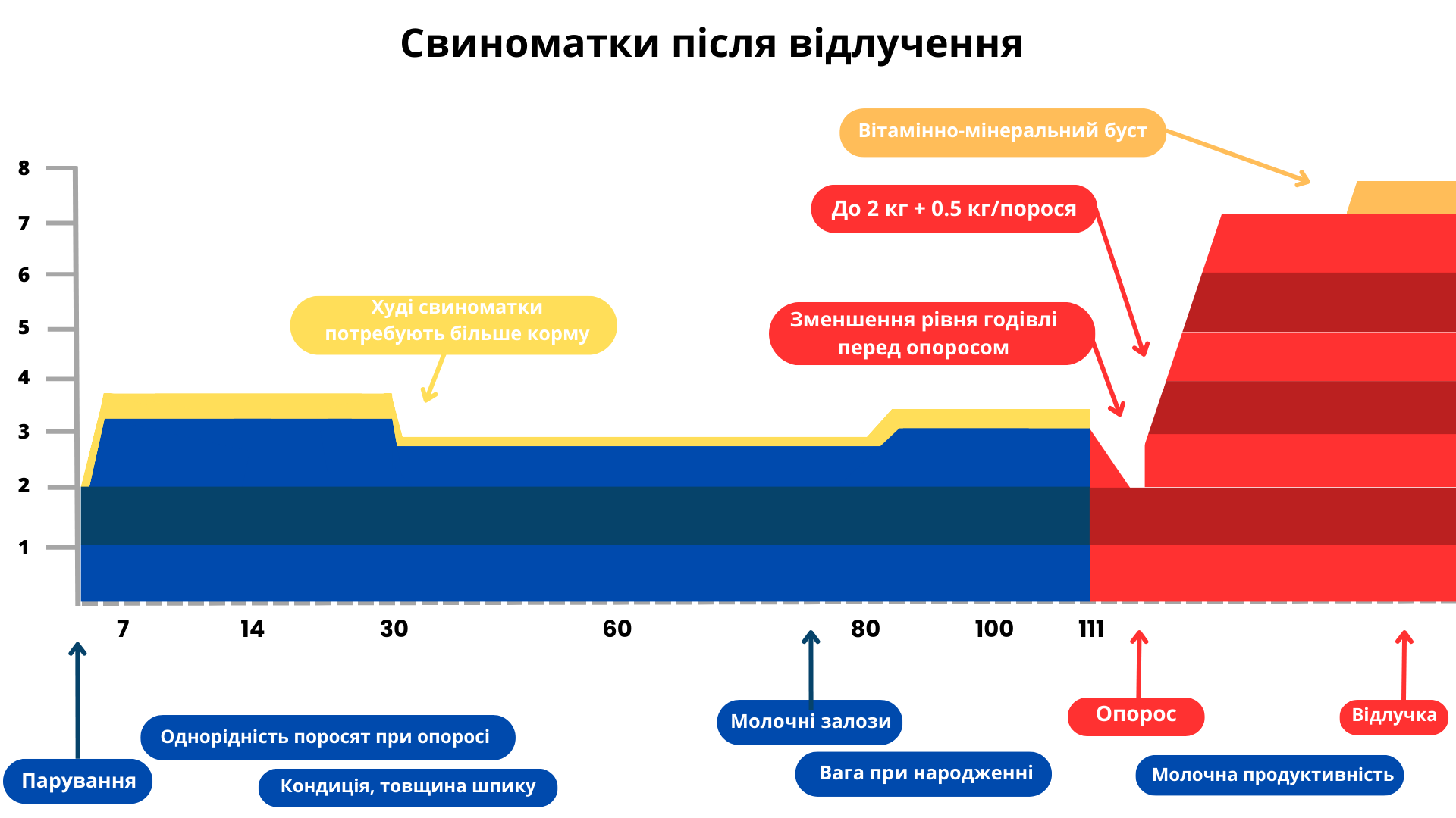 Свиноматка_після_відлучення_схема.png